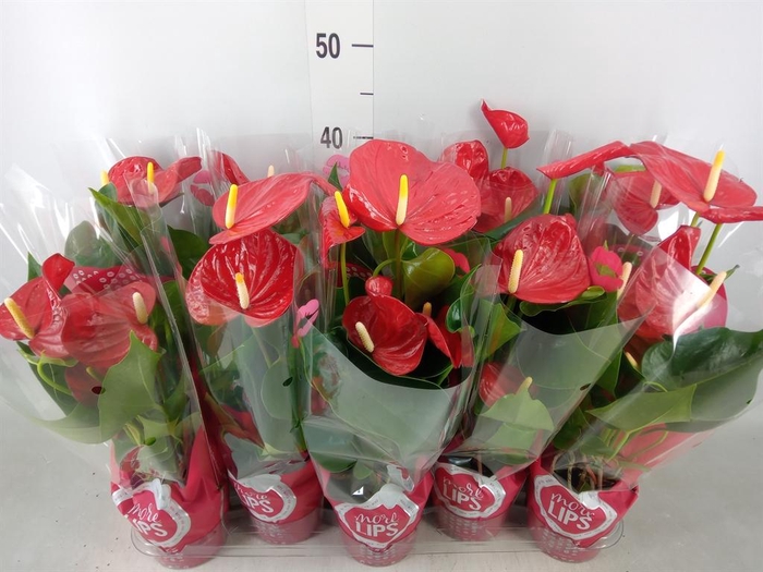 <h4>Anthurium andr. 'Minnesota'</h4>