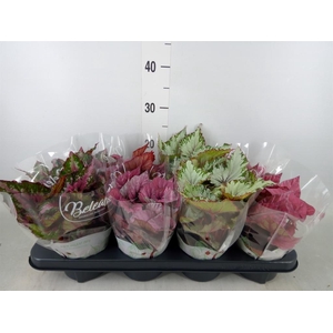 Begonia BD 'Beleaf'   ...mix