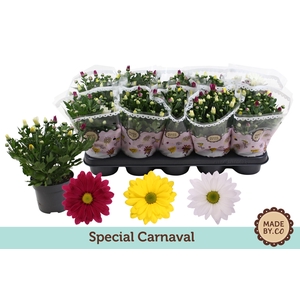Chrysanthemum Indicum Carnaval mix