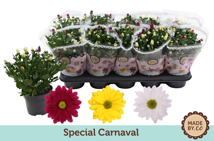 <h4>Chrysant Carnaval</h4>