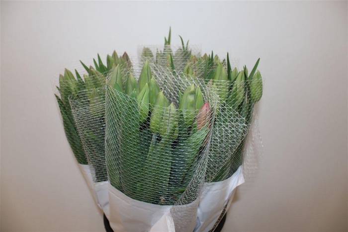 <h4>Tu Fr En Romaine</h4>