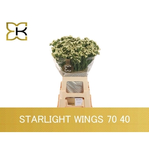 LIM S STARLIGHT WING