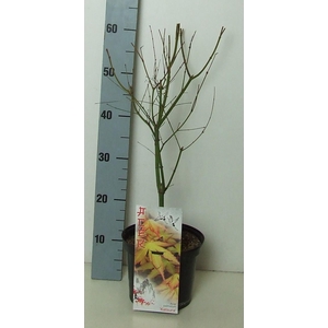Acer palmatum 'Katsura' P19 Full CC