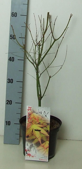 <h4>Acer palmatum 'Katsura' P19 Full CC</h4>