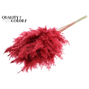 Pampas Grass 70cm 10st/bunch Red