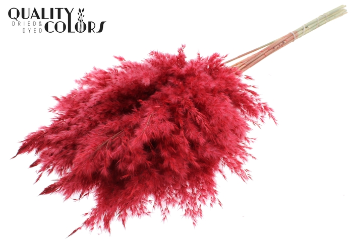 <h4>Pampas Grass 70cm 10st/bunch Red</h4>