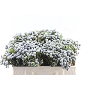 Kaaps Silver Brunia Blue