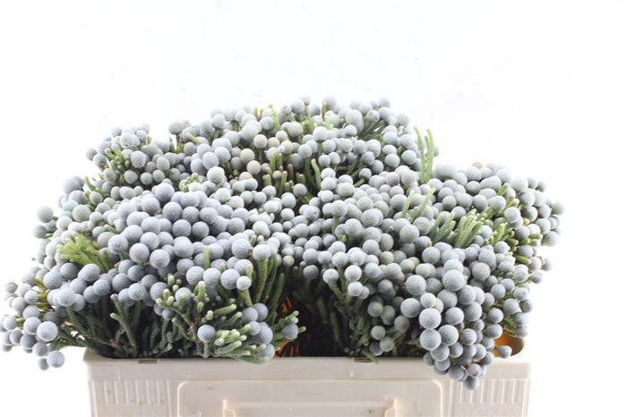 <h4>Kaaps Silver Brunia Blue</h4>