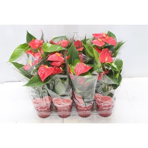 ANTHURIUM BAMBINO RED P09 VERMELHO