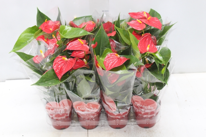 <h4>ANTHURIUM BAMBINO RED P09 VERMELHO</h4>