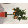 Citrus aurantium 'Chinotto'