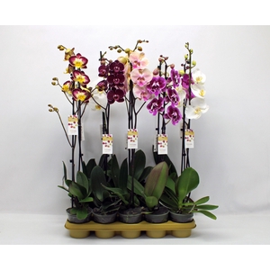 Gemengd 1-tak 80CM (RIJP)