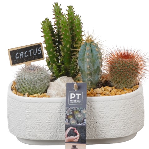 <h4>PTCT3862 Arrangementen Cactus</h4>