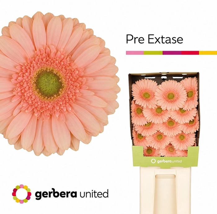 <h4>GE GR EXTASE</h4>