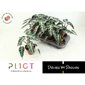 Alocasia Bambino Arrow 12Ø 23cm 1pp