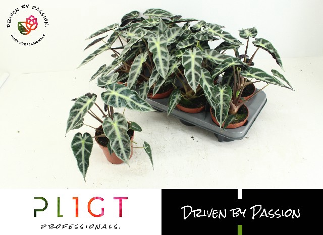 Alocasia Bambino Arrow 12Ø 23cm 1pp