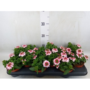 Verbena  'Magelana Pink Swirl'