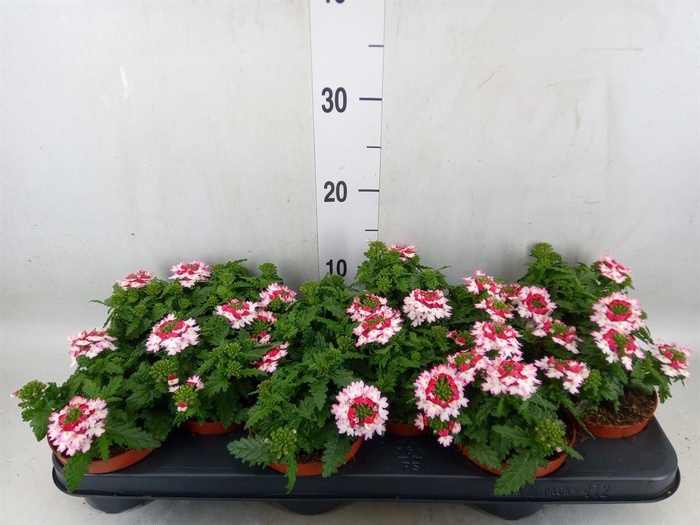 <h4>Verbena  'Magelana Pink Swirl'</h4>