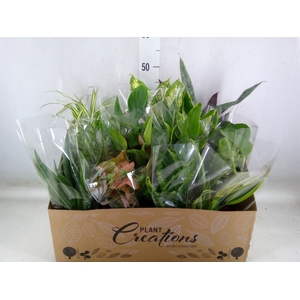 Planten Groen   ...mix 12