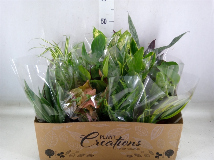 <h4>Planten Groen   ...mix 12</h4>