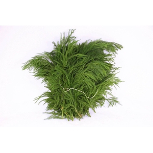 Cryptomeria Viiridis Hair per Bunch