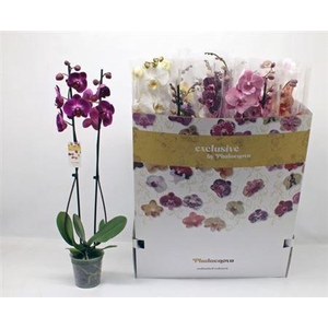 Phal Gem 2 Branches 18+