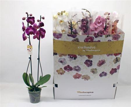 <h4>Phal Gem 2 Branches 18+</h4>