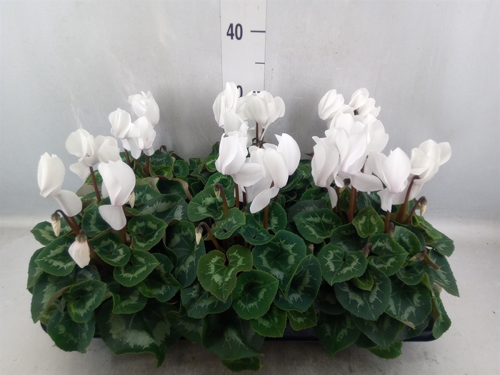 <h4>Cyclamen GR 'Leopardo'</h4>