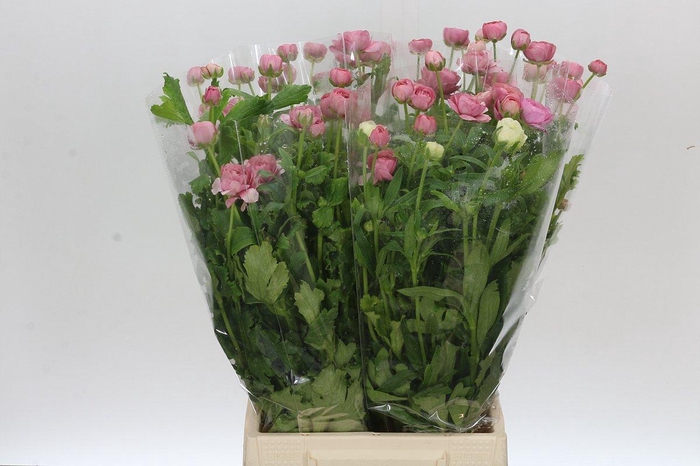 <h4>Ranunculus Butterfly Hera</h4>