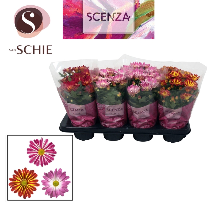 <h4>Chrysanne® Margarita Bicolor SCENZA</h4>