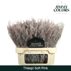 Thlaspi gekleurd Klbh, Soft Pink