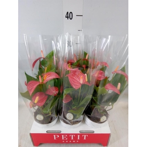 Anthurium andr. 'Livium Red Mirco'