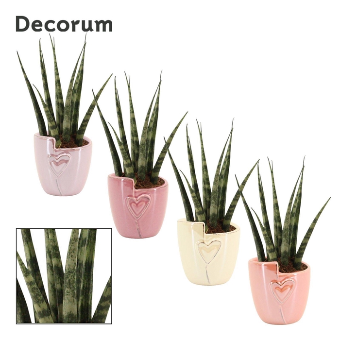<h4>Sansevieria Fernwood 6 cm in Joa (Special moods-collection)</h4>