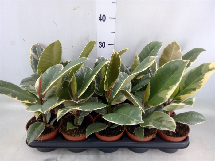 <h4>Ficus elastica 'Tineke'</h4>