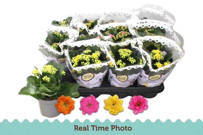 <h4>KAL GE GEM 4 KL</h4>