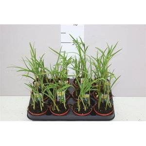 Fritillaria Meleagris