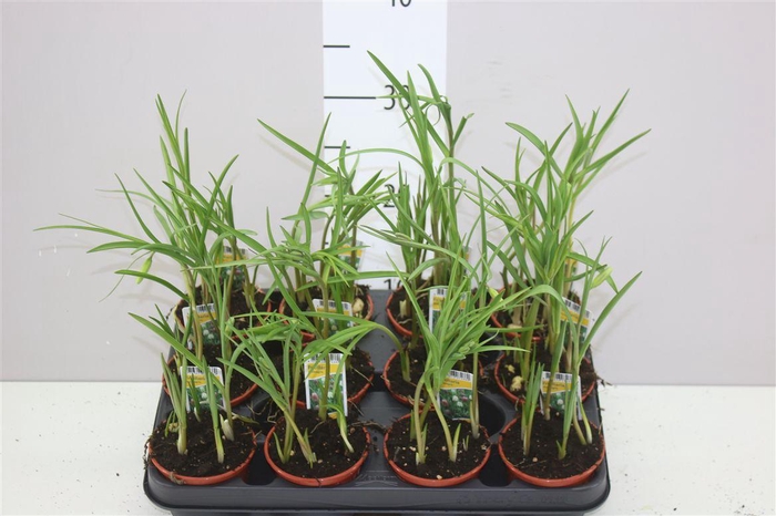 <h4>Fritillaria Meleagris</h4>