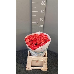 Ran Succ Fragolino Rosso