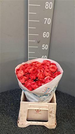 <h4>Ran Suc Ex Fragolino</h4>