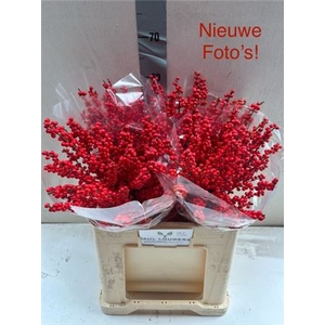 Ilex Ve Rode Bes 60cm