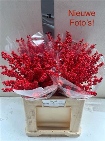 <h4>Ilex Ve Rode Bes 60cm</h4>