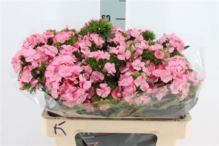 <h4>Di Barb Earl Roze 55 Cm</h4>