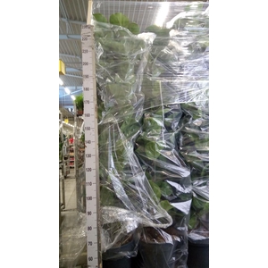Ficus lyrata 'Bambino'