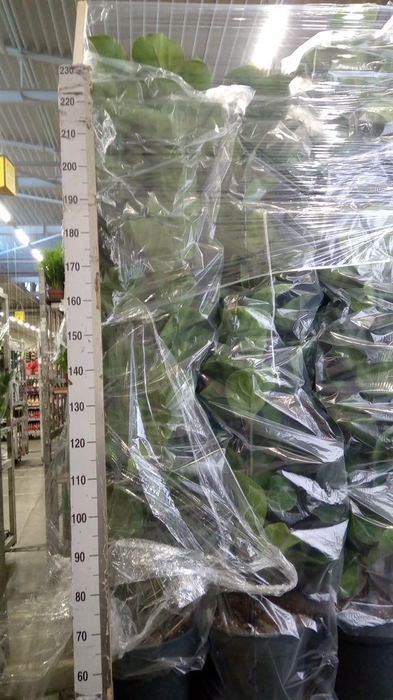 <h4>Ficus lyrata 'Bambino'</h4>