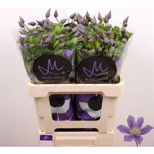 CLEMATIS  'AMAZING SOFIA'