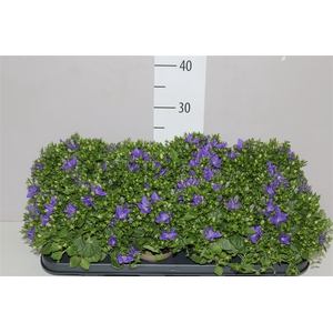 Campanula Is Napoli