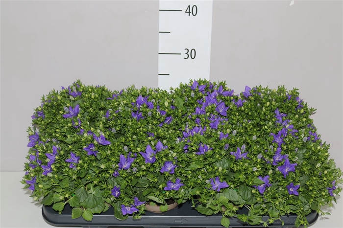 <h4>Campanula Is Napoli</h4>