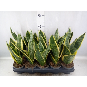 Sansevieria trifa. 'Futura Superba'