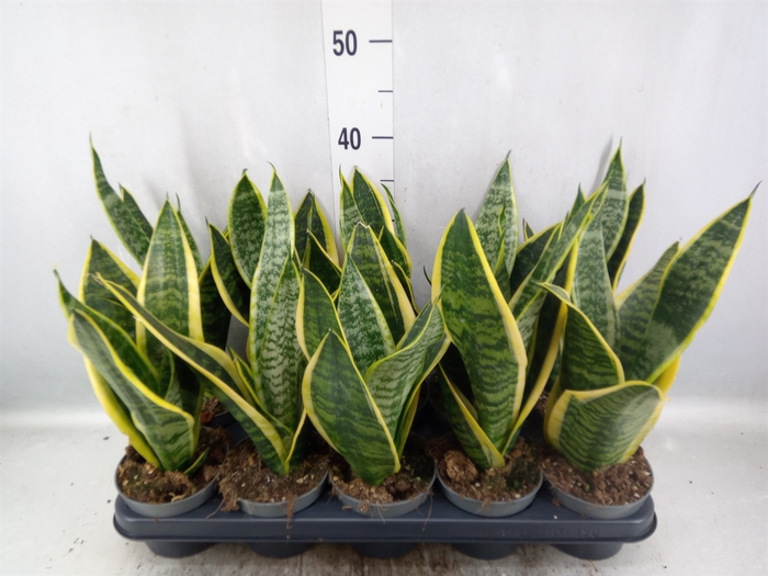 Sansevieria trifa. 'Futura Superba'