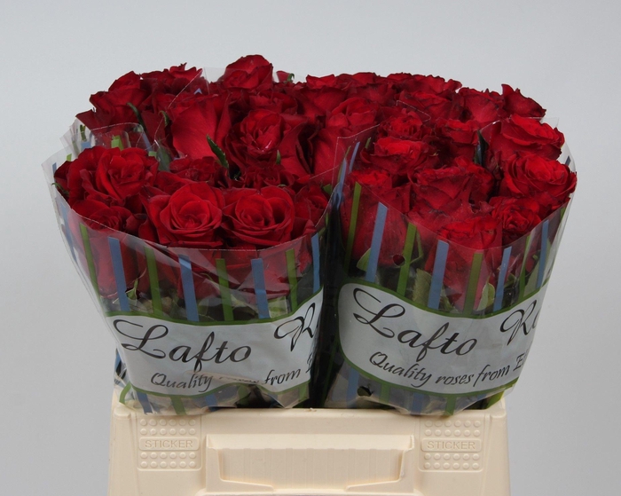 <h4>R GR EVER RED</h4>